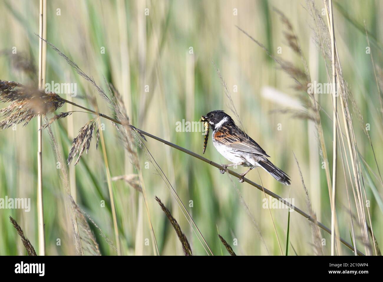 Common Reed Bunting Stock Photo