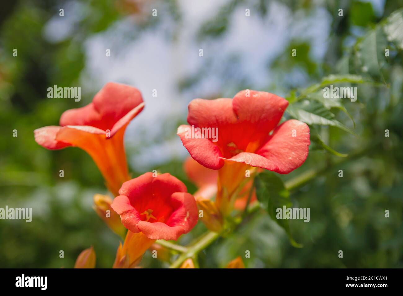 Trumpet creeper vine red flowers Stock Photo Alamy