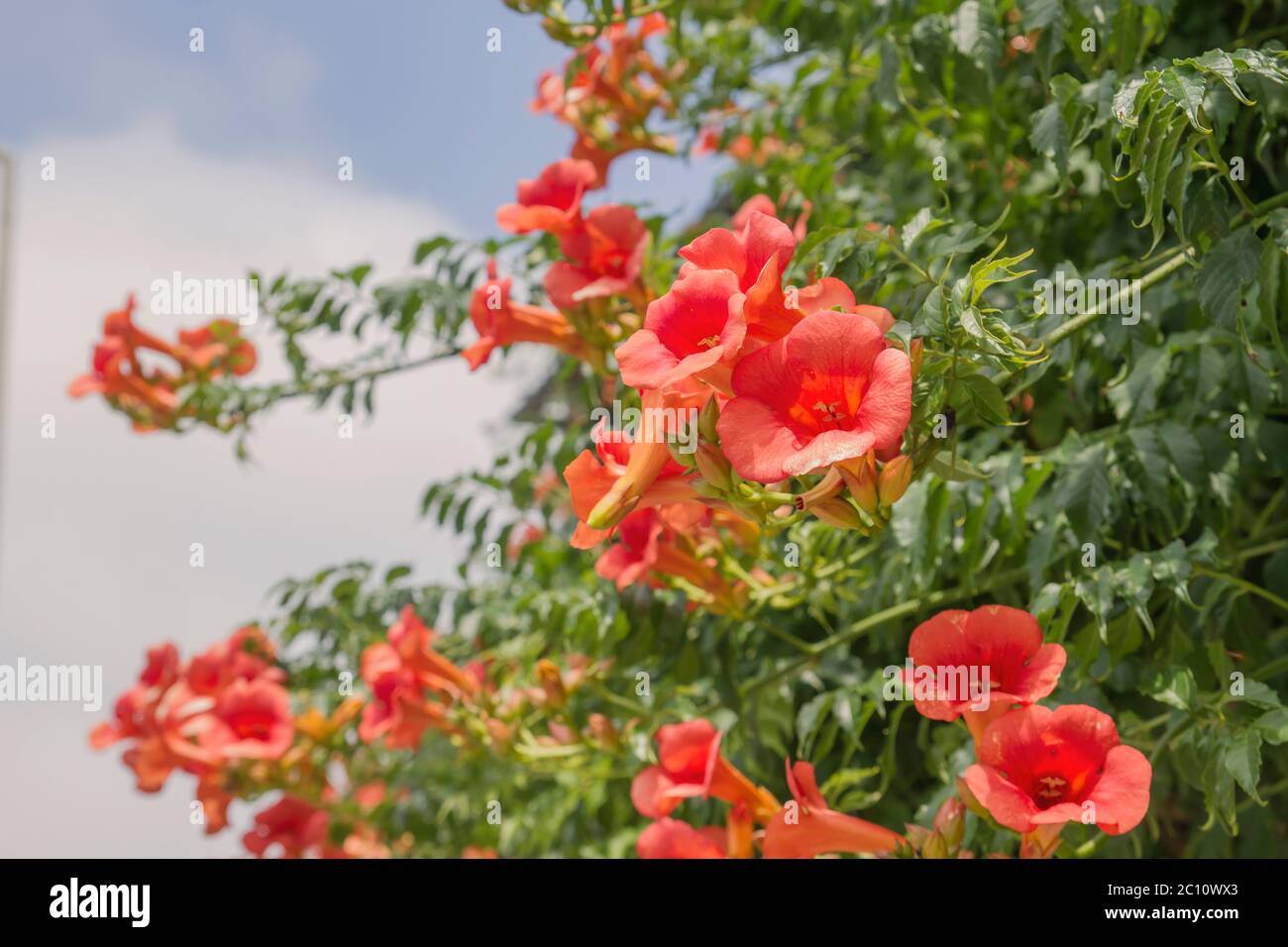 Trumpet creeper vine red flowers Stock Photo Alamy