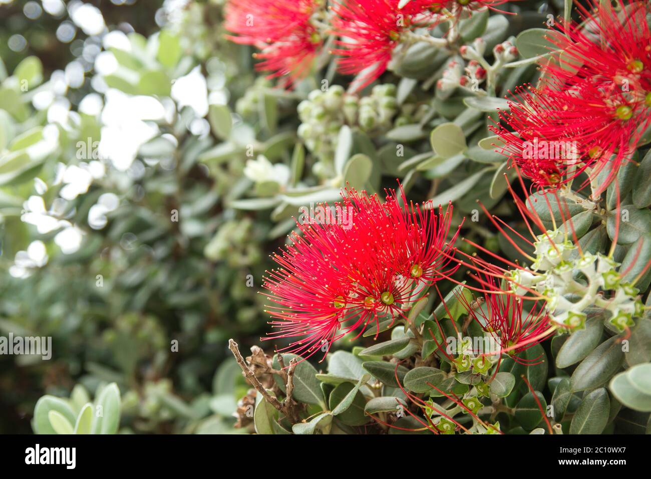 Pohutukawa or New Zealand Christmas tree red flowers blooming Stock