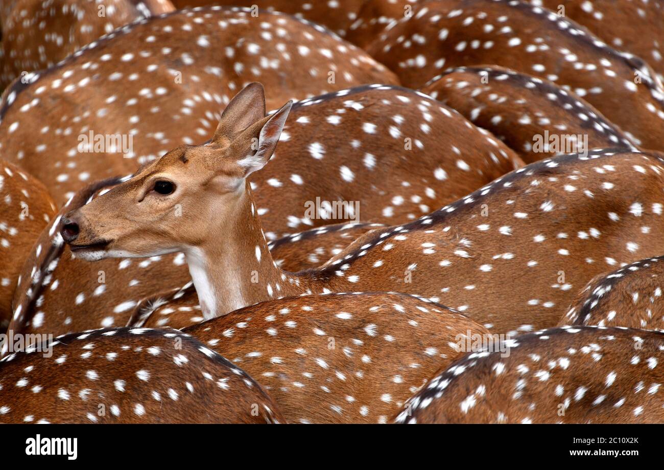 Herd of Spotted deer or Chital, chital deer, axis deer. Beautiful group of spotted deer in a zoo park with White spots on golden-brown fur.Kerala Stock Photo