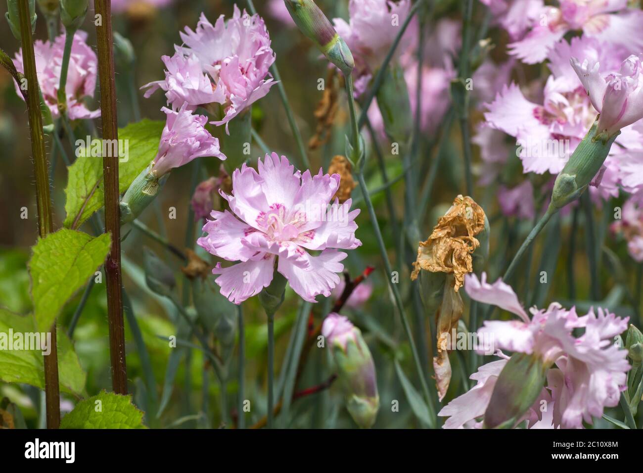 Carnation pale pink flowers Stock Photo Alamy