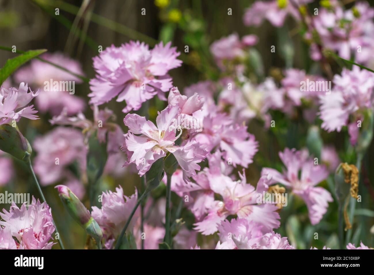 Carnation pale pink flowers Stock Photo Alamy