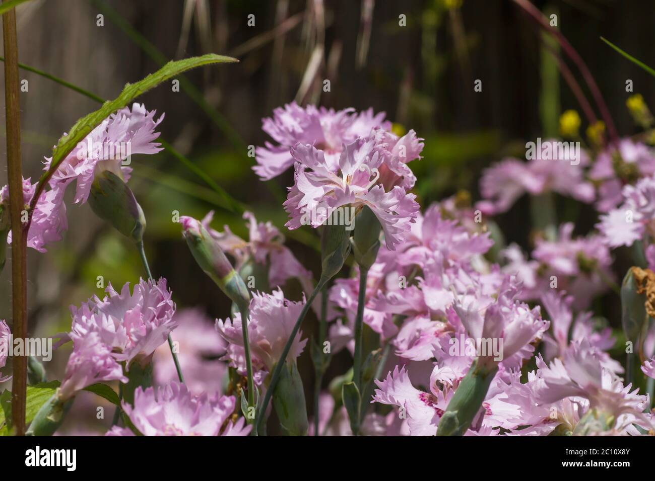 Carnation pale pink flowers Stock Photo Alamy