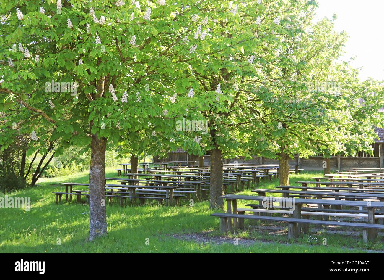 traditional Bavarian beer garden under chestnut trees waiting for guests Stock Photo