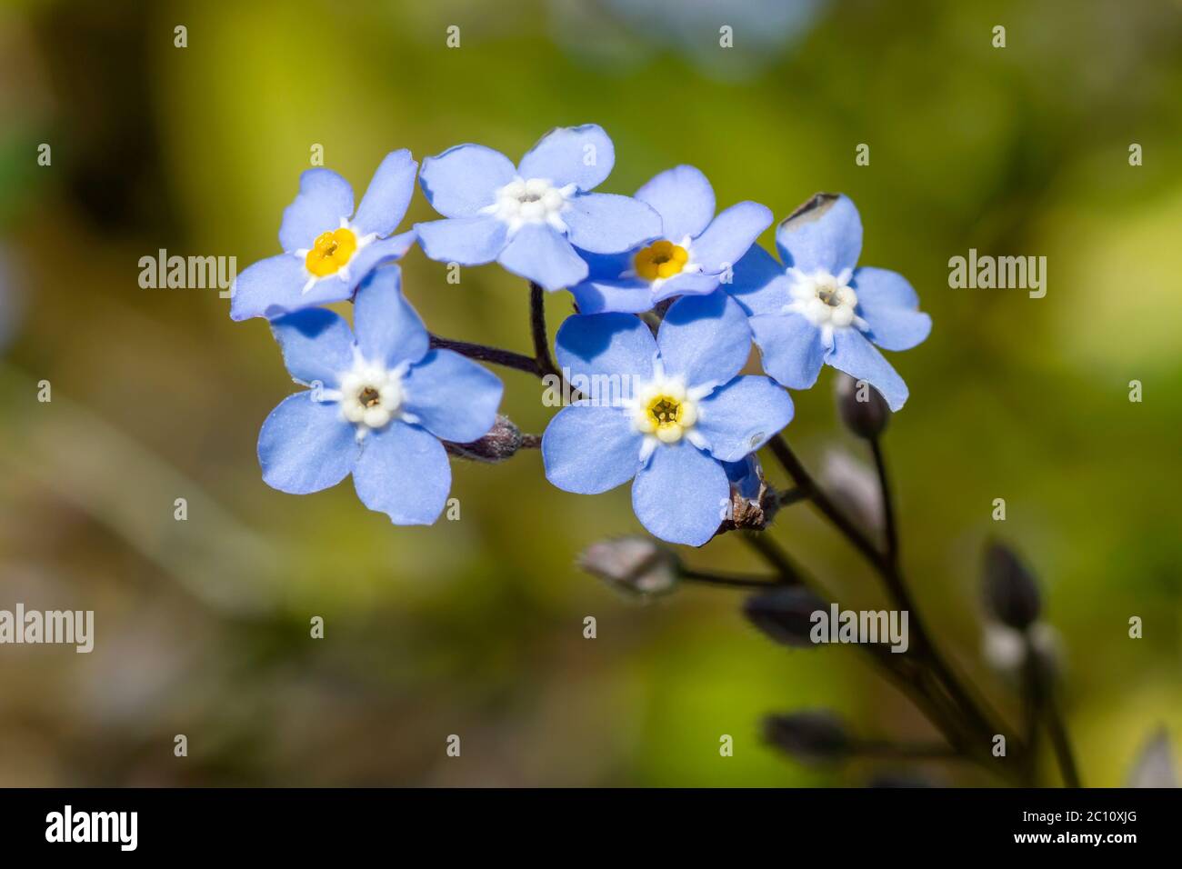 Scorpion grass blue flowers blooming Stock Photo