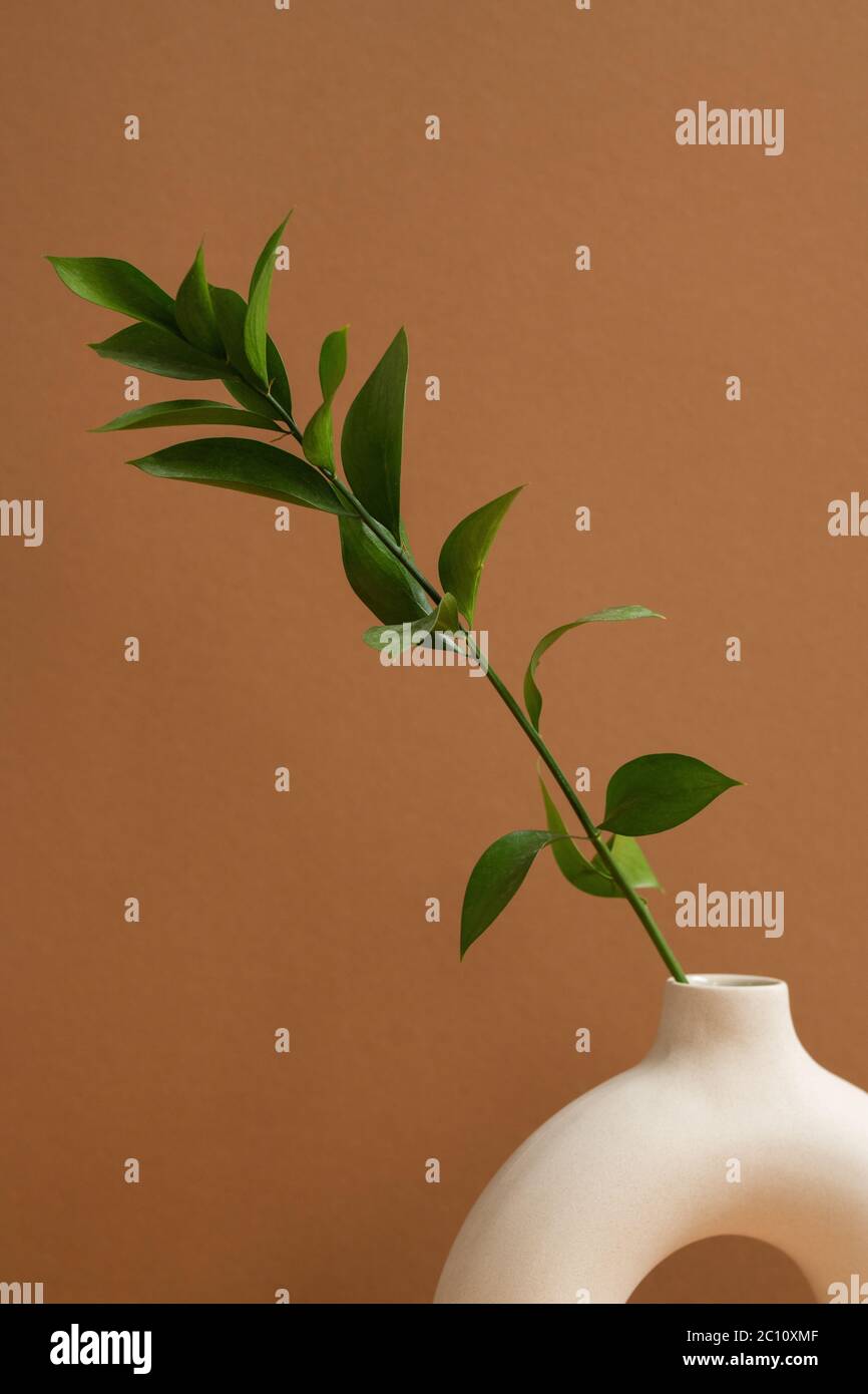 White ceramic ring shaped vase with green domestic plant with many leaves standing against brown background or wall of domestic room Stock Photo