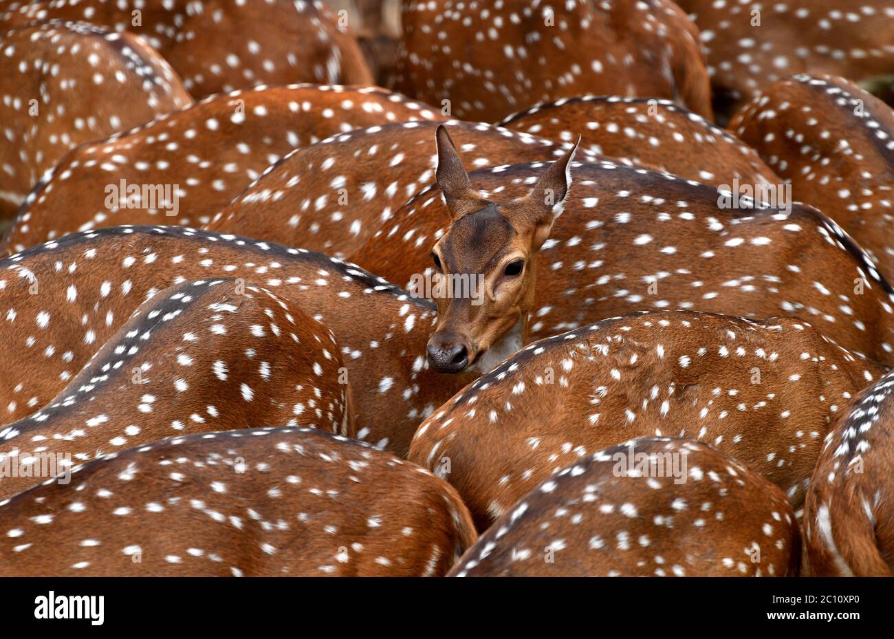 Herd of Spotted deer or Chital, chital deer, axis deer. Beautiful group of spotted deer in a zoo park with White spots on golden-brown fur.Kerala Stock Photo