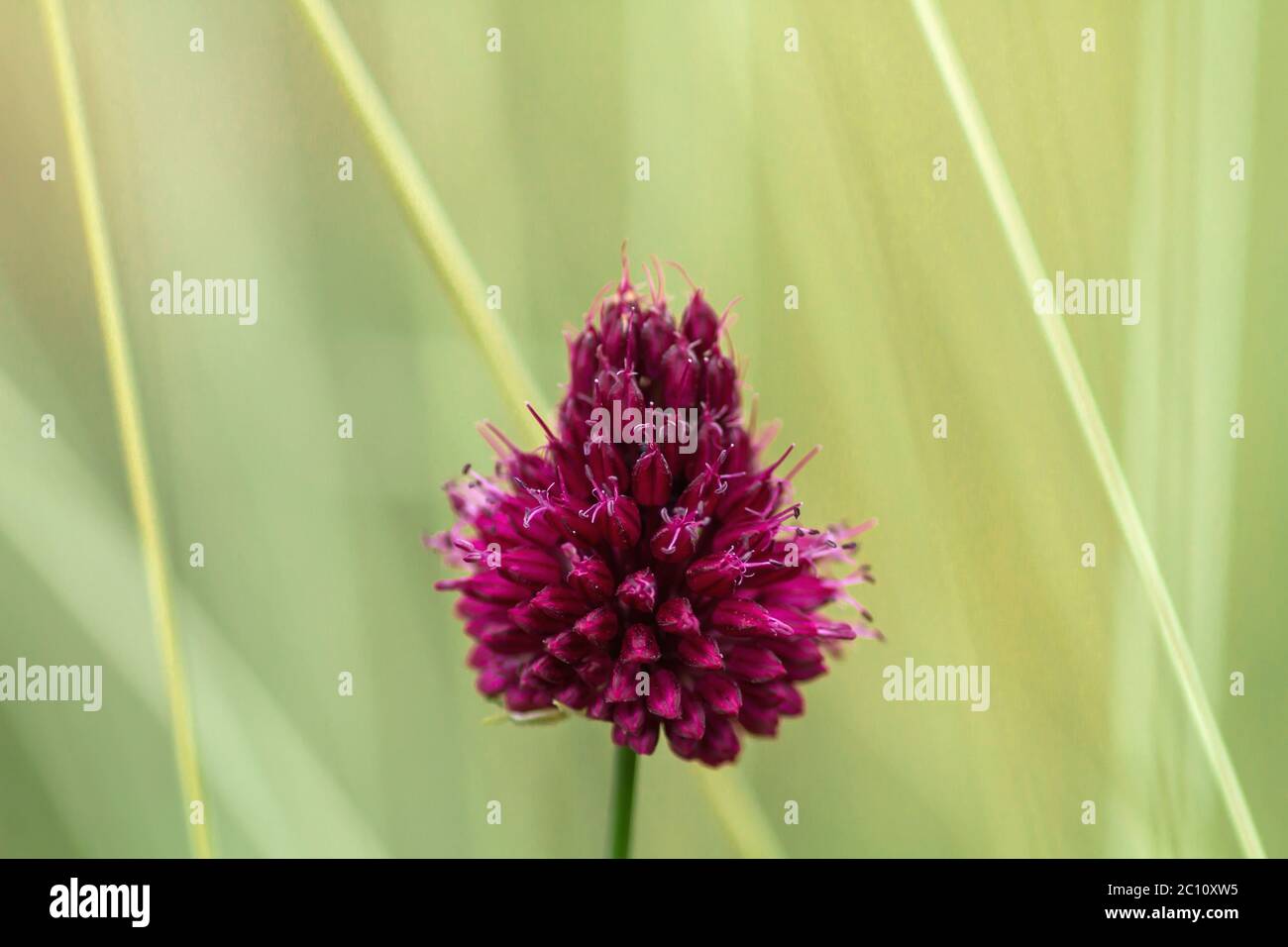 Straw spring onion flower hi-res stock photography and images - Alamy