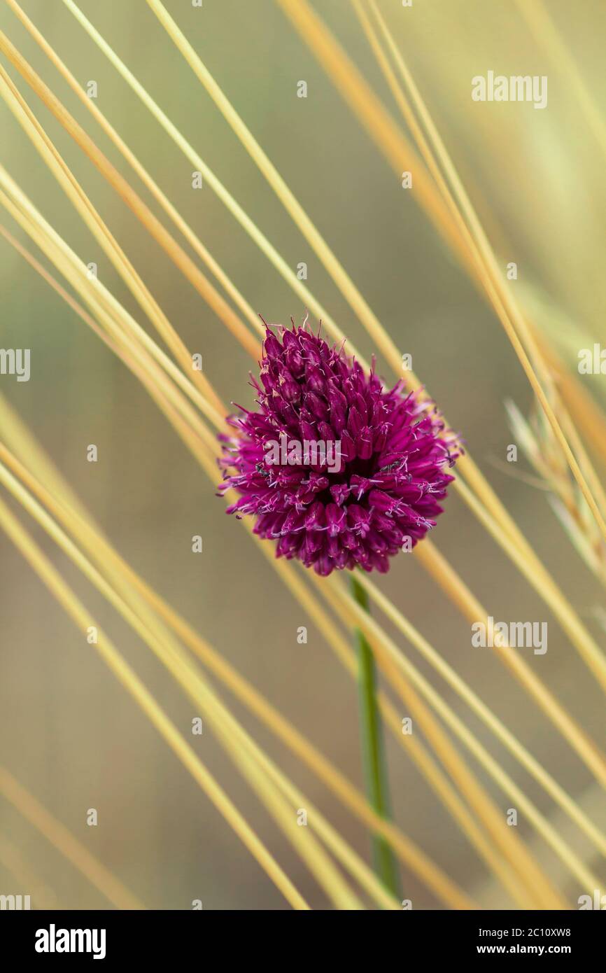 Straw spring onion flower hi-res stock photography and images - Alamy