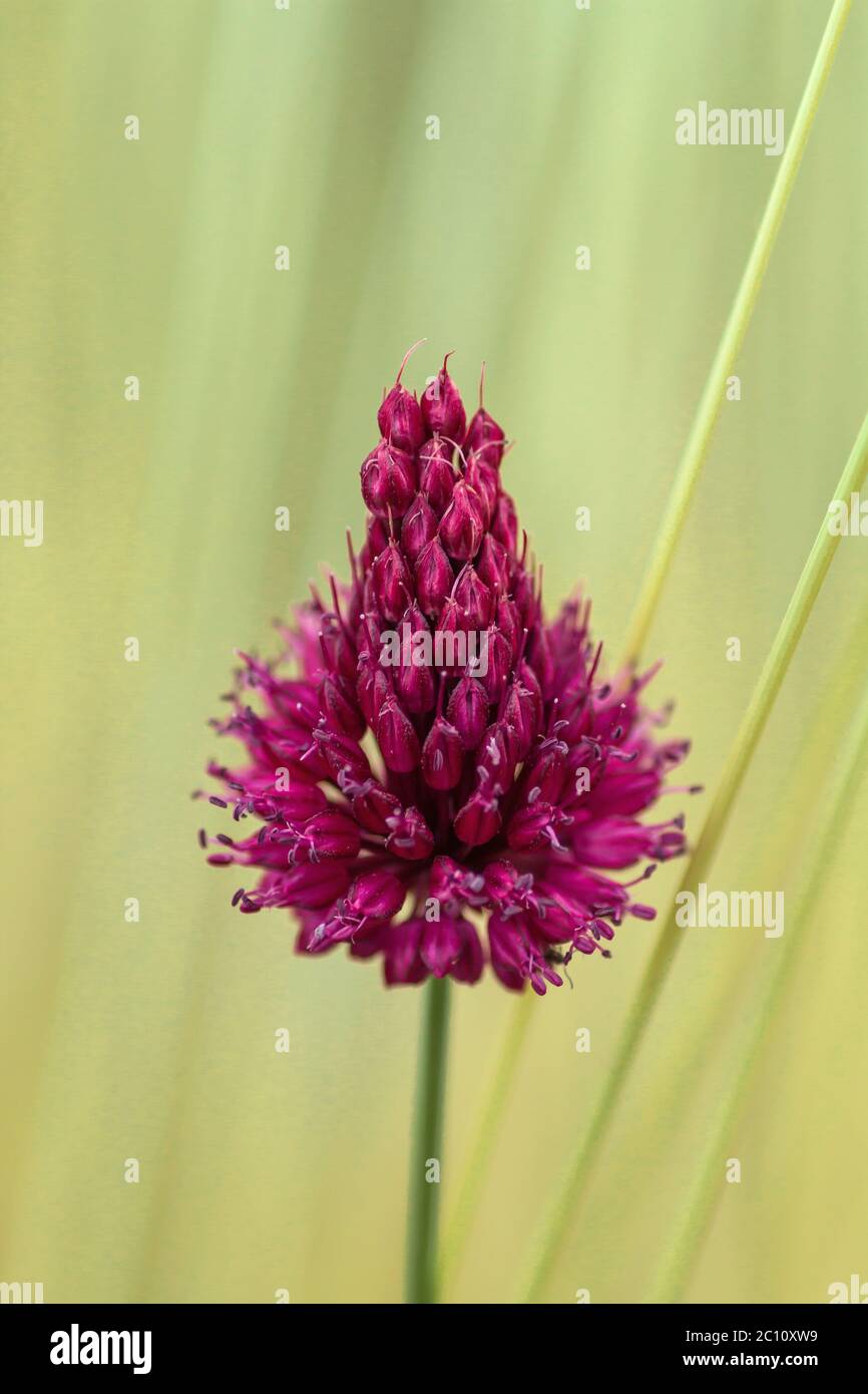 Straw spring onion flower hi-res stock photography and images - Alamy