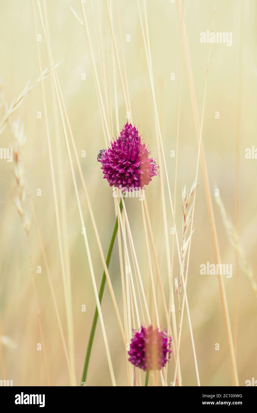 Straw spring onion flower hi-res stock photography and images - Alamy