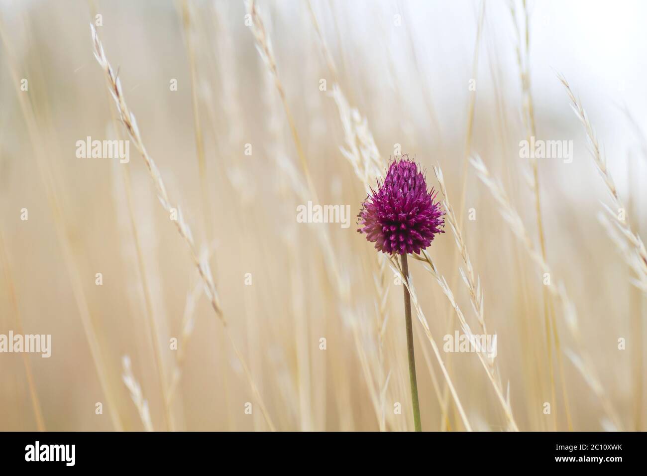 Straw spring onion flower hi-res stock photography and images - Alamy