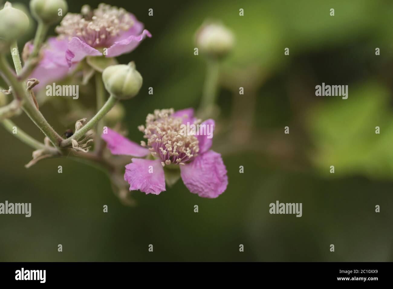 Blackberry plants blooming pink flowers Stock Photo Alamy