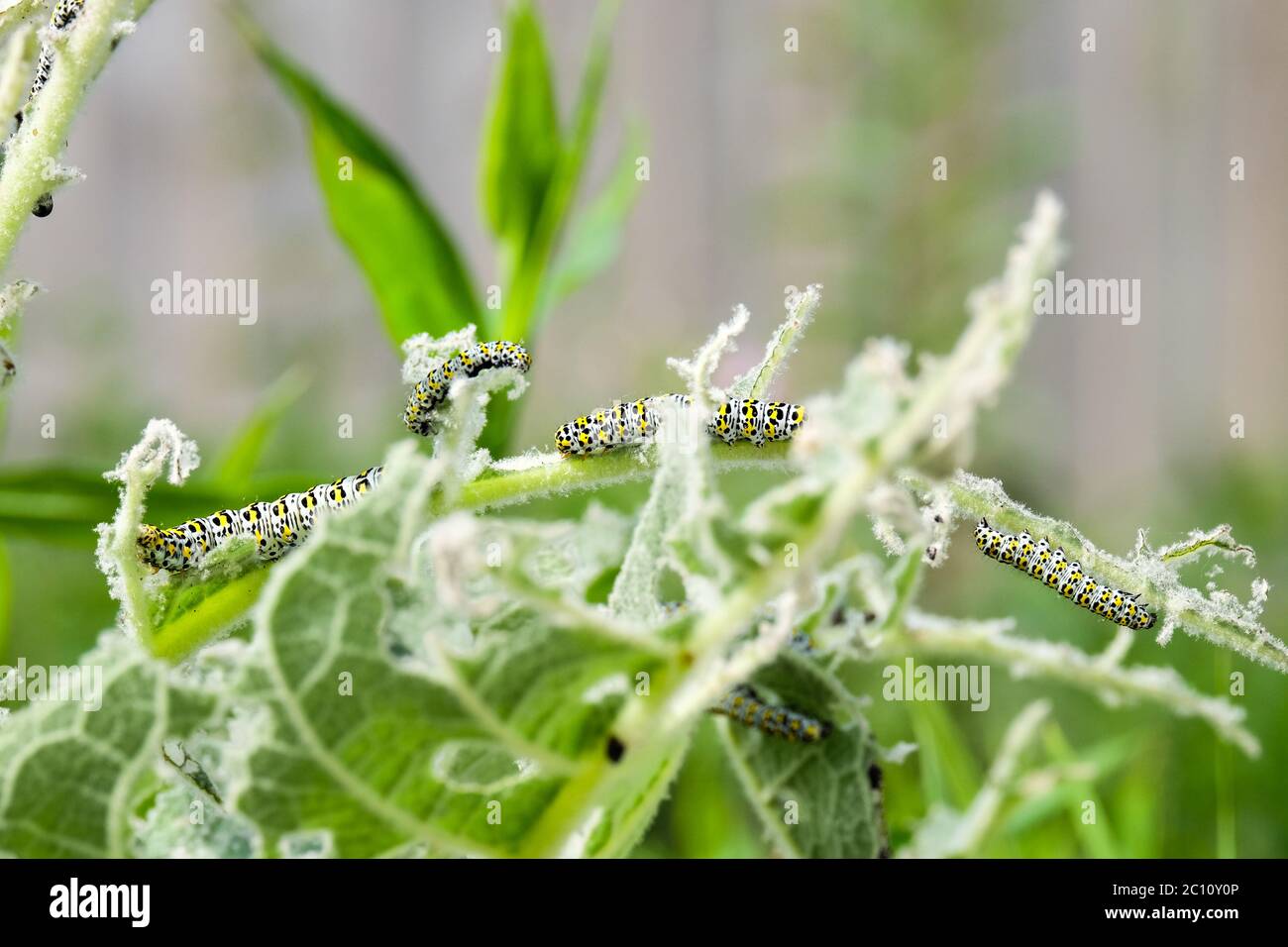 damaged caused by a mullein moth caterpillar Stock Photo Alamy