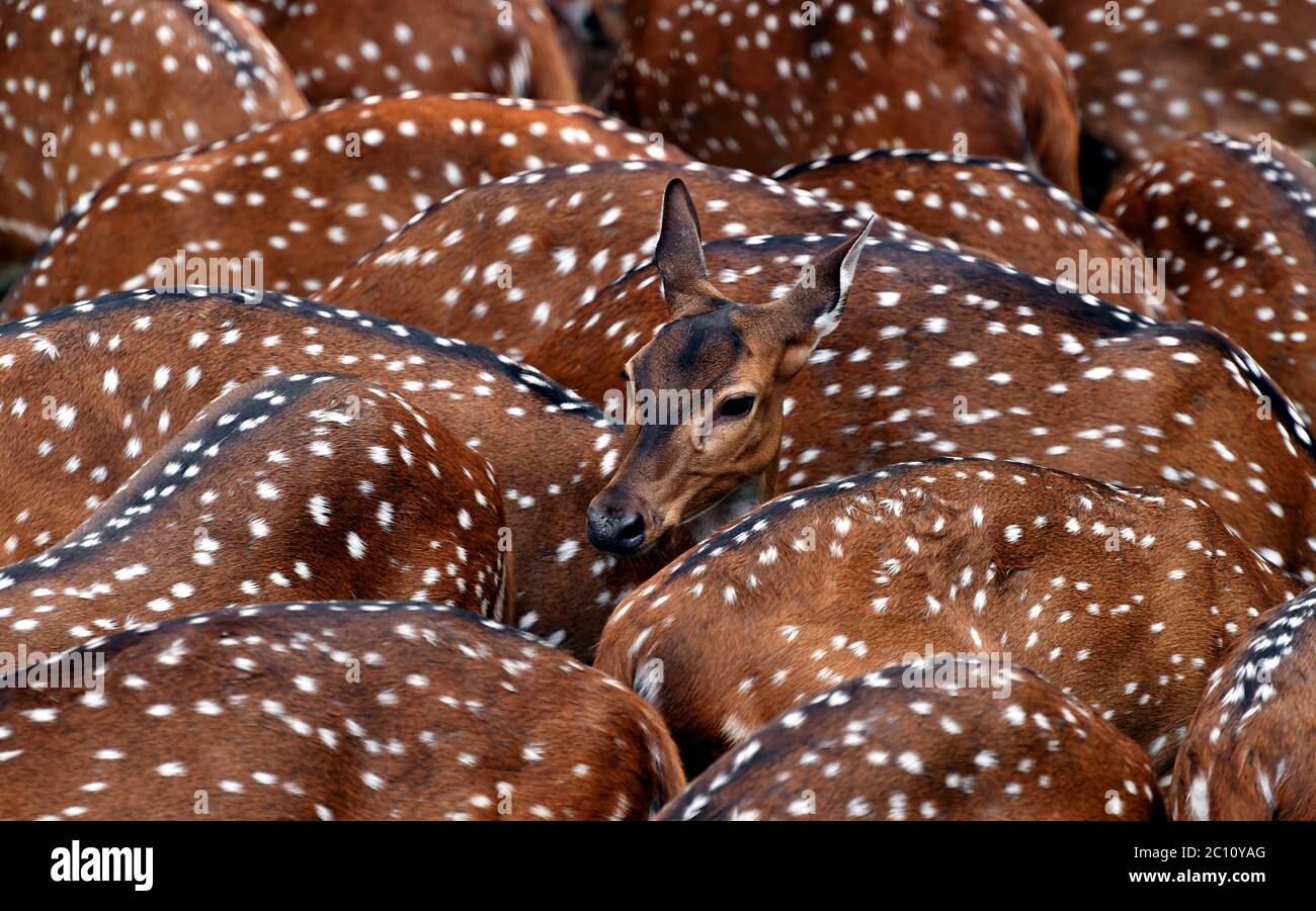 Herd of Spotted deer or Chital, chital deer, axis deer. Beautiful group of spotted deer in a zoo park with White spots on golden-brown fur.Kerala Stock Photo