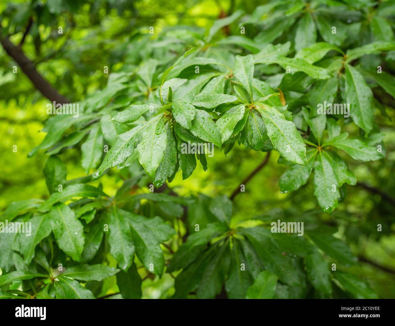 Myrica cerifera leaves: is a small evergreen tree or large shrub native to North and Central America and the Caribbean Stock Photo