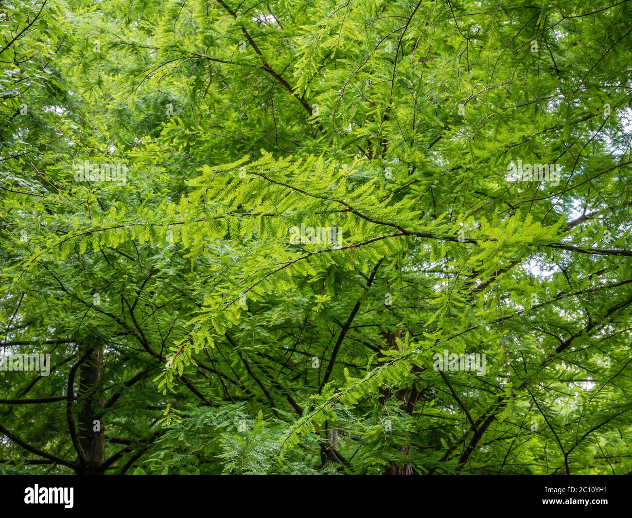 Taxodium distichum (bald cypress): is a deciduous conifer in the family Cupressaceae Stock Photo