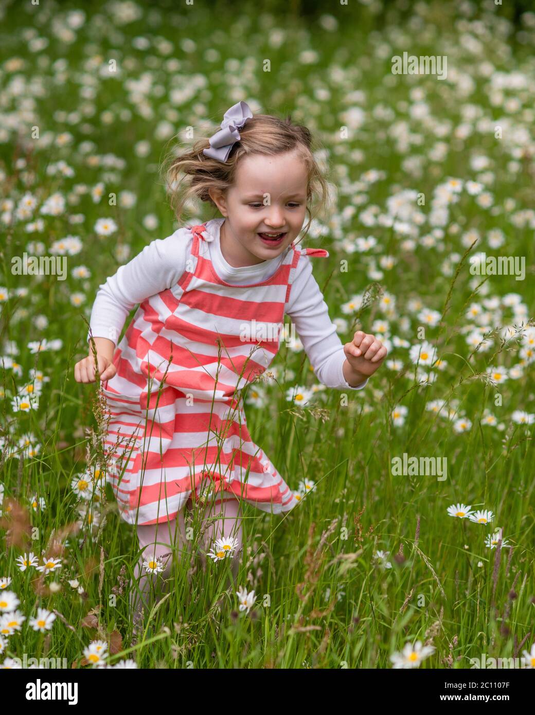 Little girl standing in field of dog daisies, pre-school girl walking in oxeye daisy field, 4 year old girl in field of large daisies Stock Photo