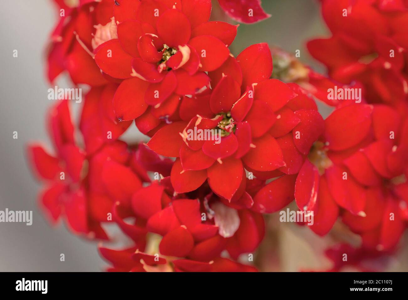 Red geranium flowers Stock Photo