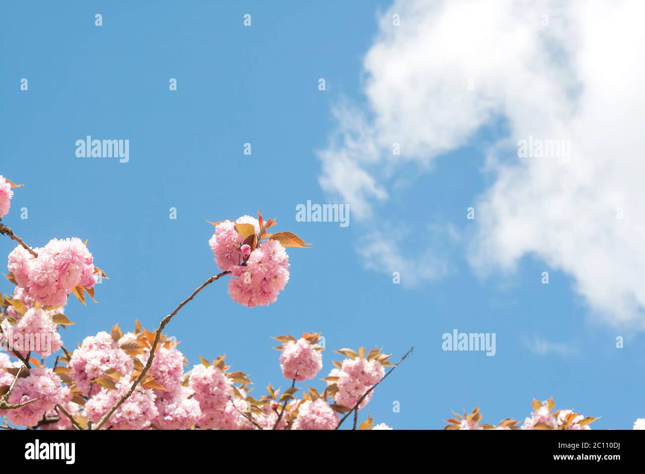 Chery tree blossom pink flowers detail Stock Photo