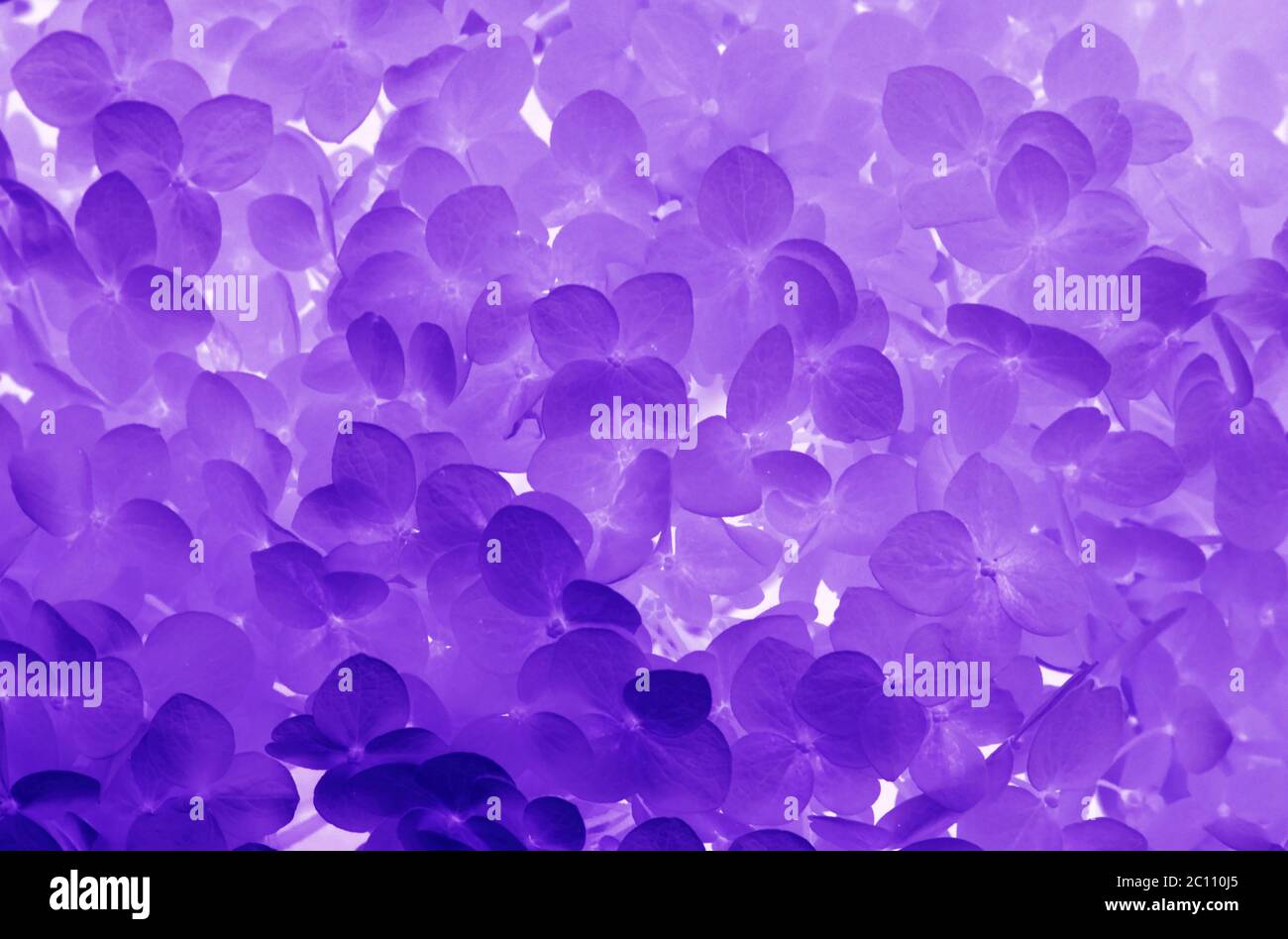 background with gently purple flowers hydrangea Stock Photo