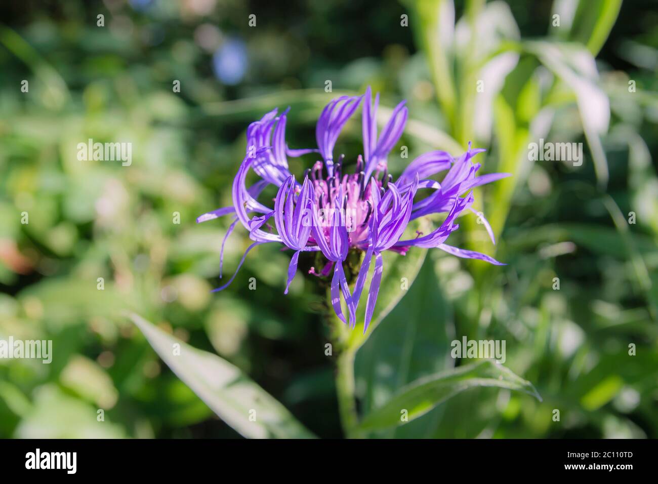 Centaurea montana purple flowers Stock Photo