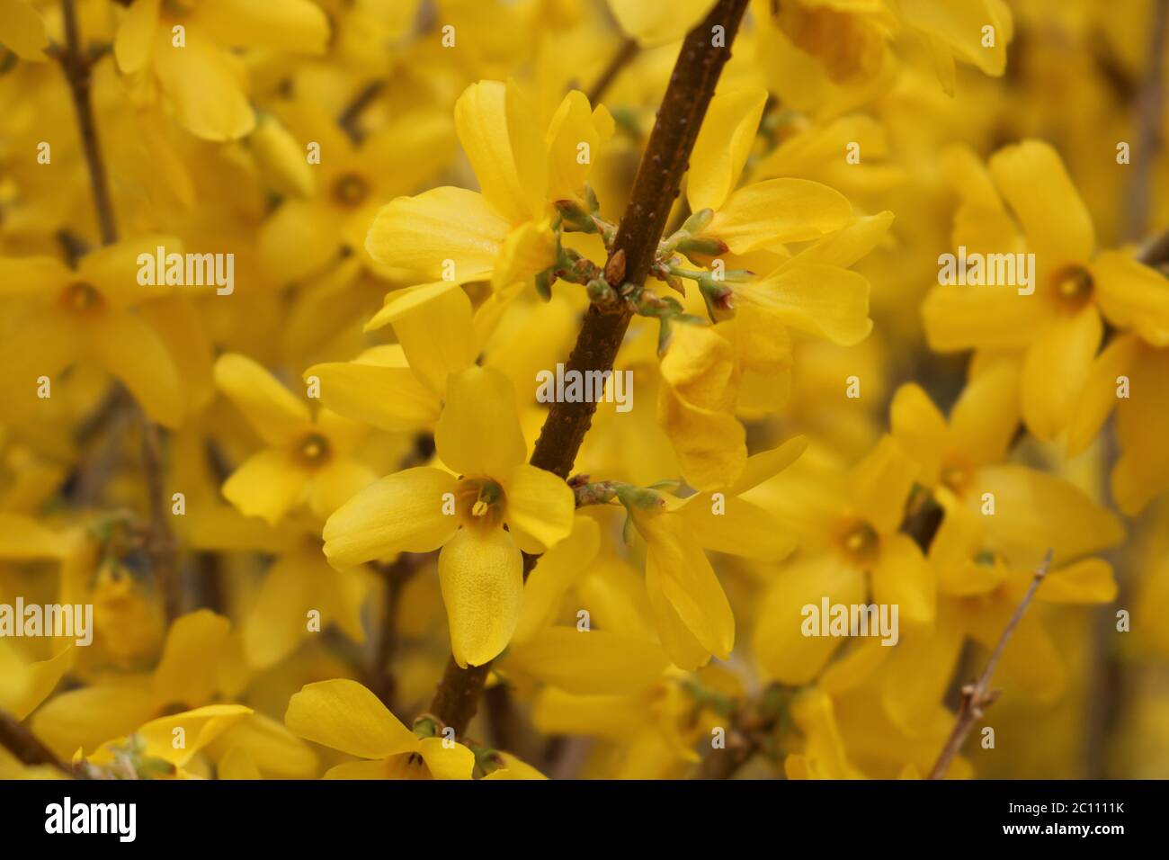 Yellow Forsythia bush in bloom. Stock Photo