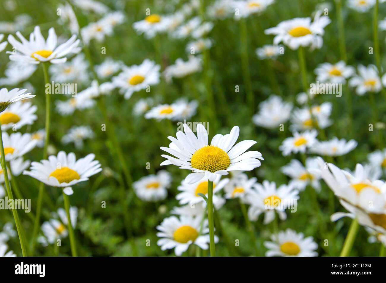 White daisy flowers blooming in spring Stock Photo