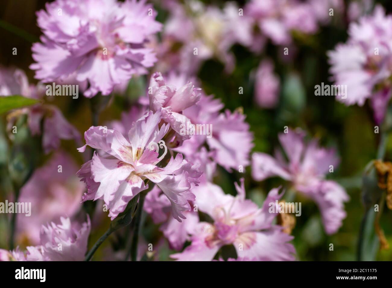 Carnation pink flowers blooming in spring Stock Photo Alamy
