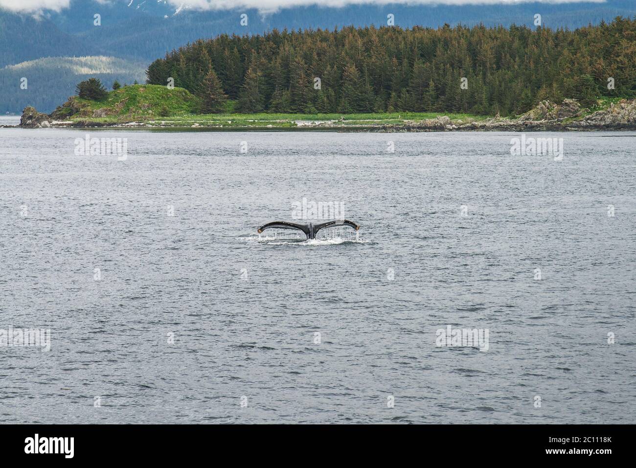 Humpback Whale Diving in front of the Trees in Alaska Stock Photo