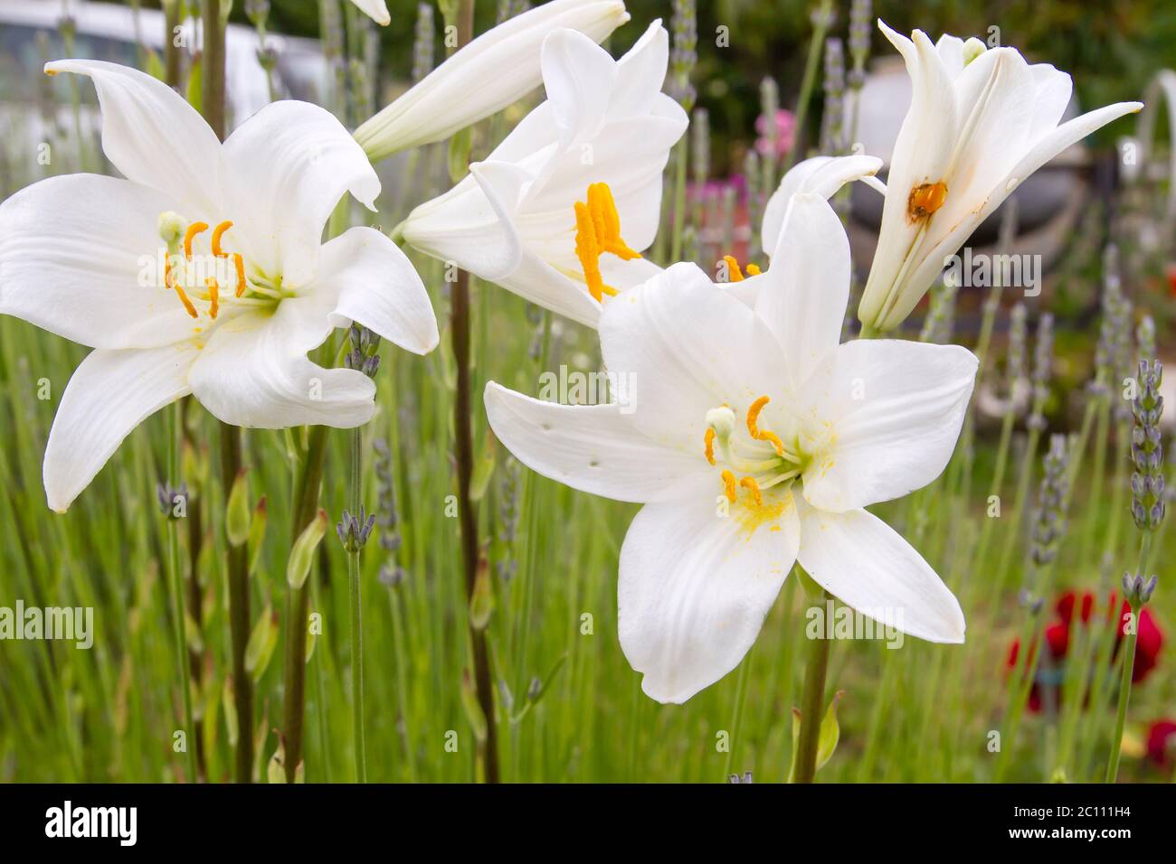 Madonna lily white flowers Stock Photo