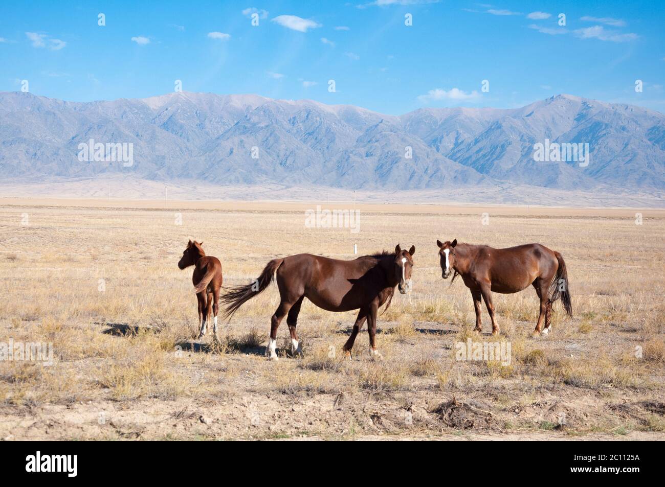 Gorgeous horse (Equus ferus caballus) and foal grazing at dried steppe ...
