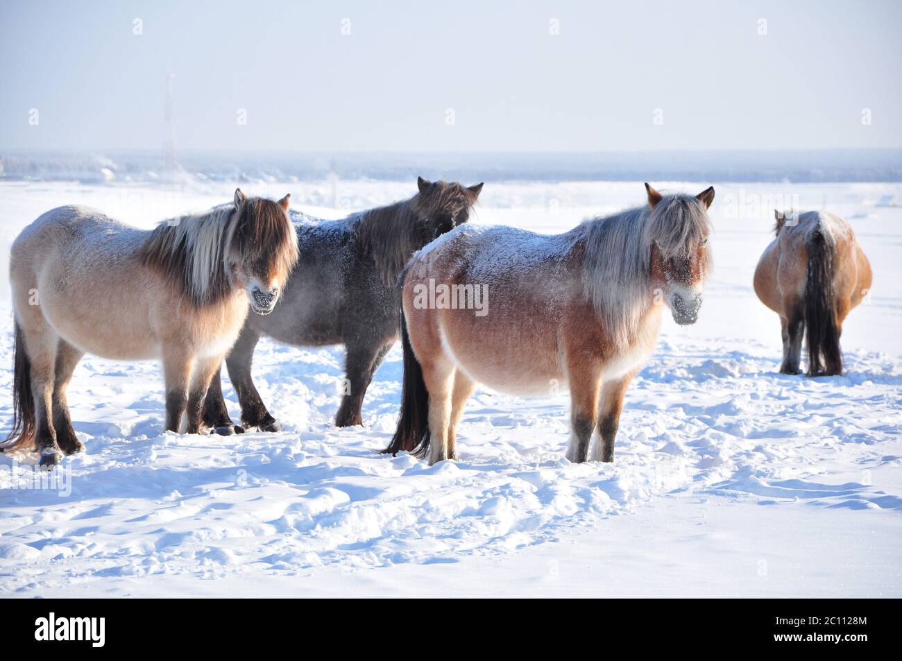 Yakutian horses grazing in the winter field farm near the village of ...