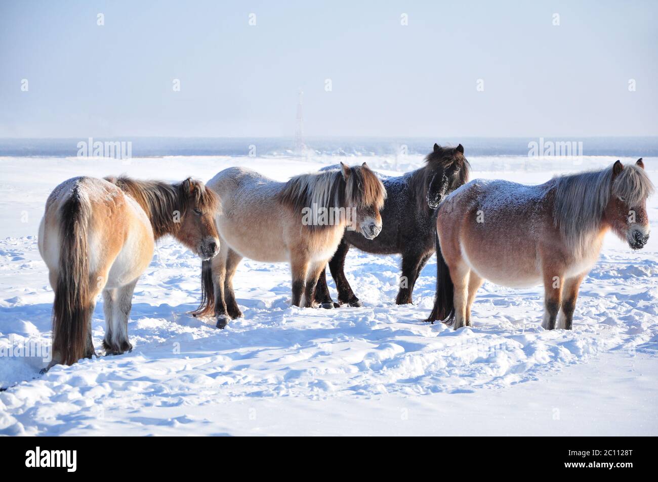 Yakutian horses grazing in the winter field farm near the village of ...