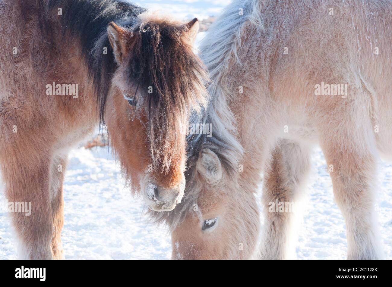 Portrait of two Yakutian horses covered with snow in the village of ...