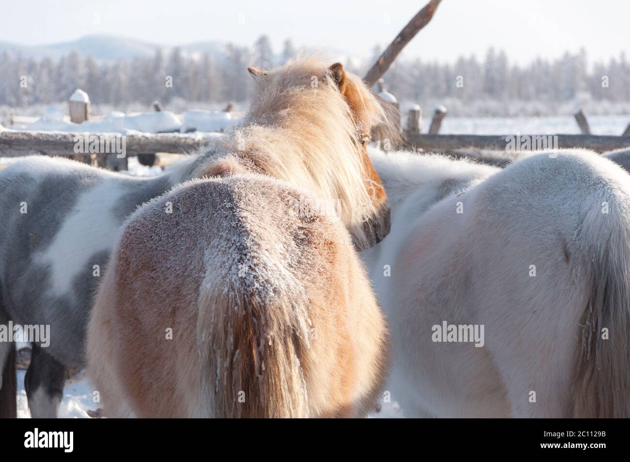 Closeup of Yakutian horses backs covered with snow in the village of ...
