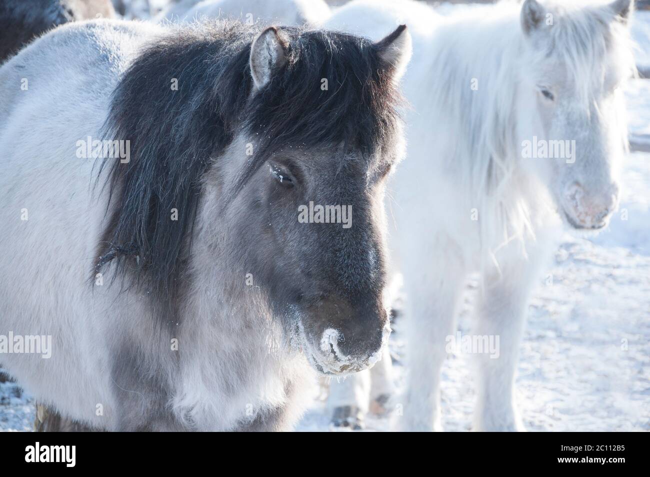 Portrait of two Yakutian horses covered with snow in the village of ...