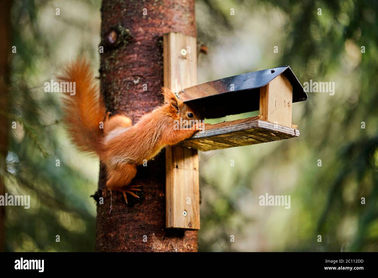 squirrel eats seeds from a bird feeder on a tree Stock Photo