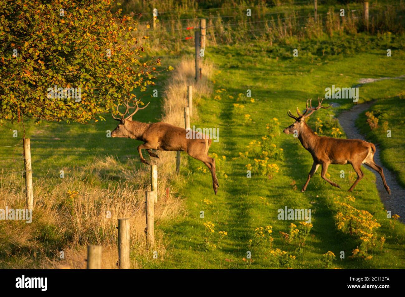 Why Do Deer Jump in Near Me: Surprising Reasons Revealed