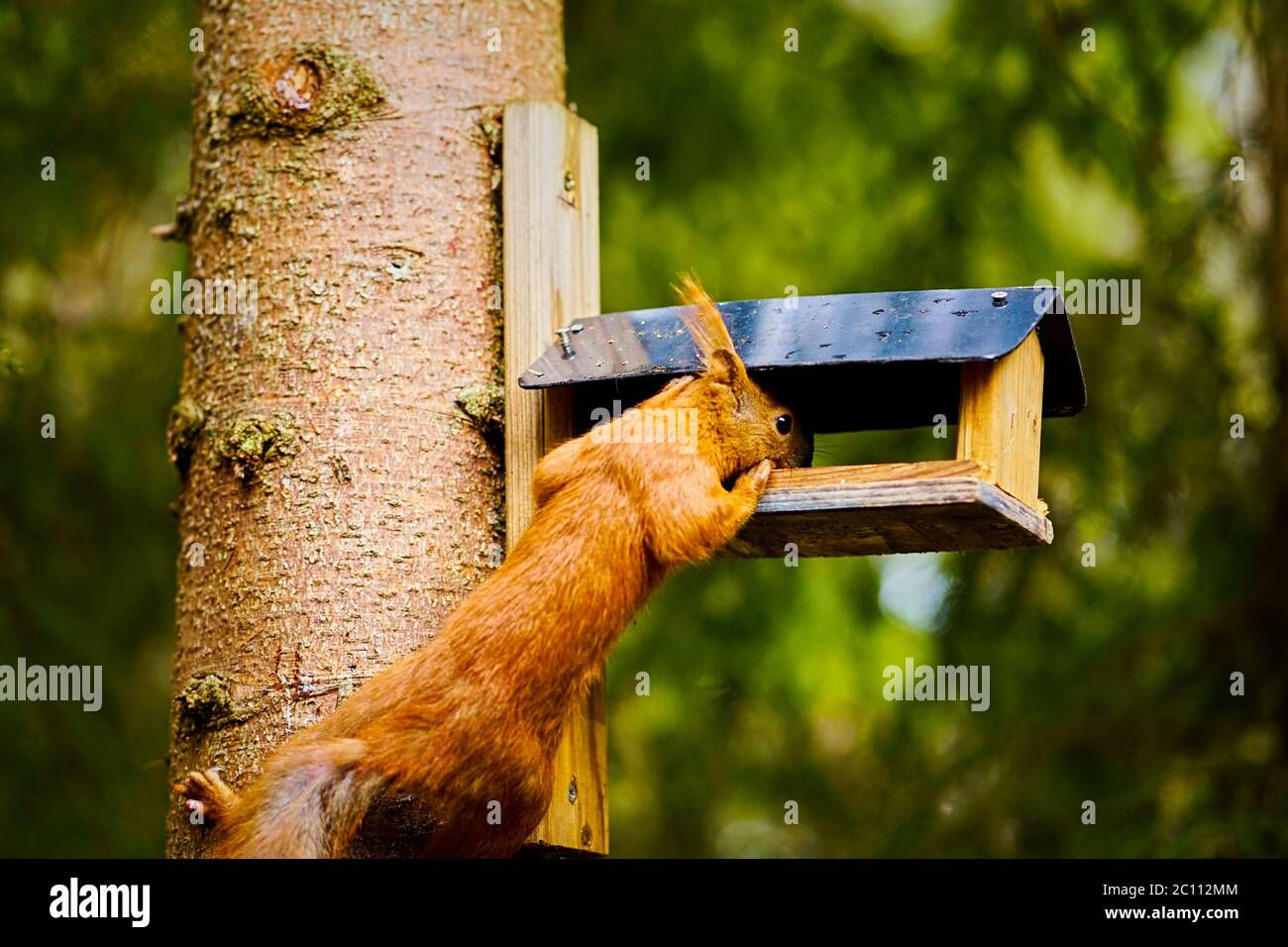 squirrel eats seeds from a bird feeder on a tree Stock Photo