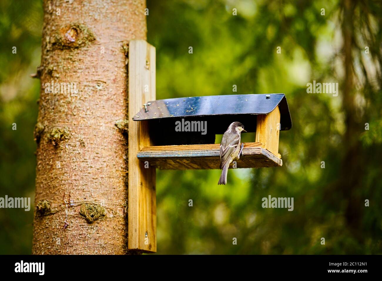 bird eats the grain from the feeder in the summer forest Stock Photo