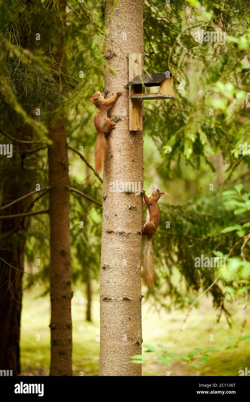 squirrel eats seeds from a bird feeder on a tree Stock Photo