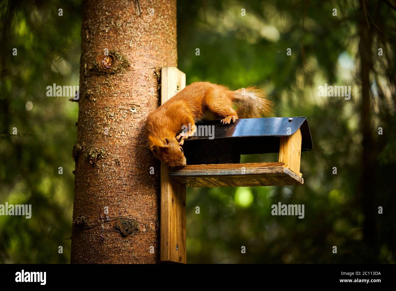 squirrel eats seeds from a bird feeder on a tree Stock Photo