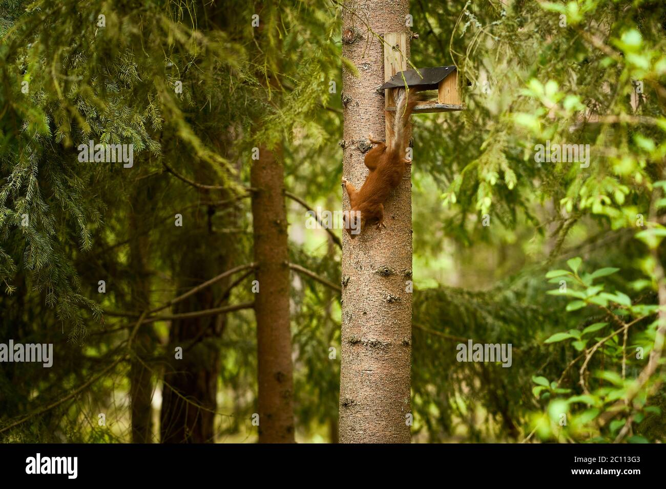 squirrel eats seeds from a bird feeder on a tree Stock Photo