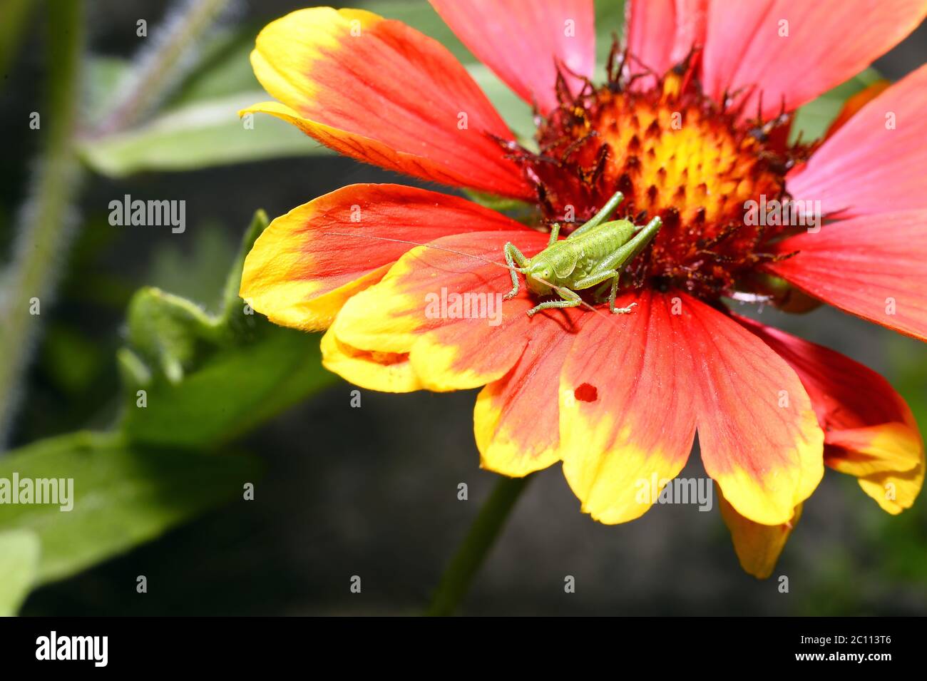 Red Helenium flower close-up with a grasshopper sitting on it Red Helenium flower close-up with a grasshopper sitting on it Stock Photo