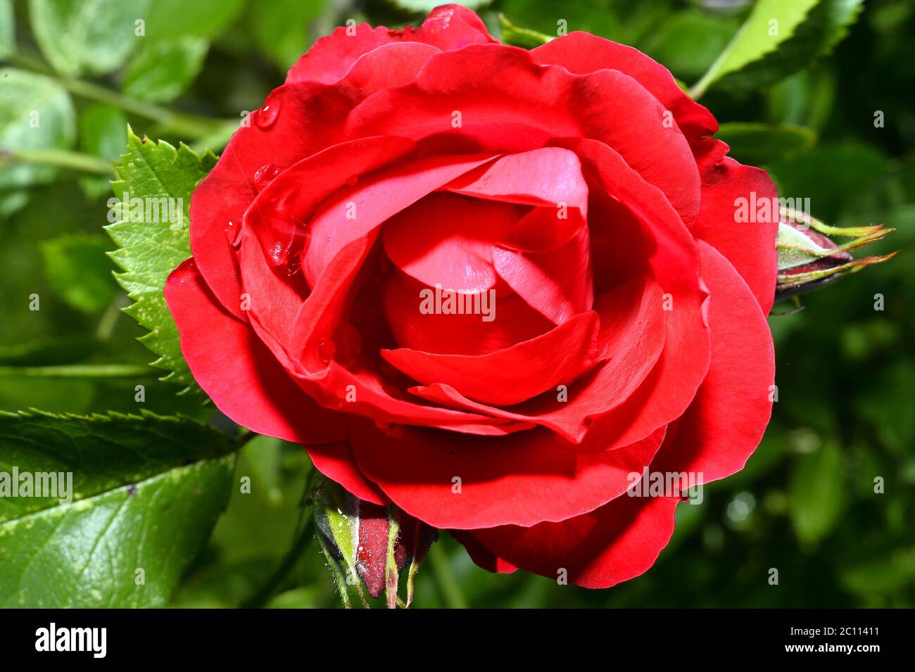 Red roses close up. Background Stock Photo Alamy