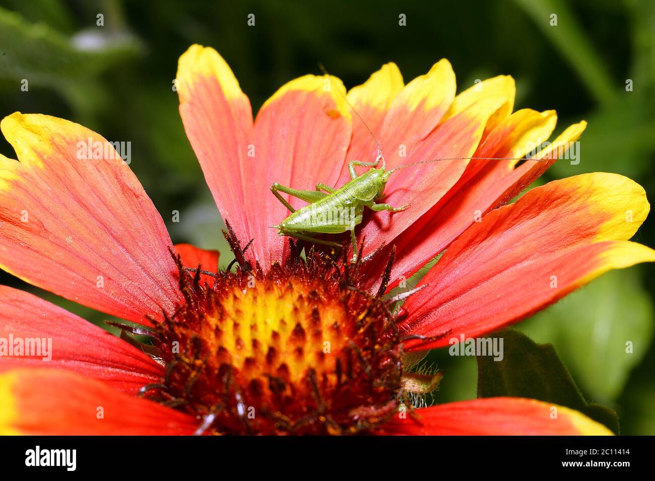 Red Helenium flower close-up with a grasshopper sitting on it Stock Photo