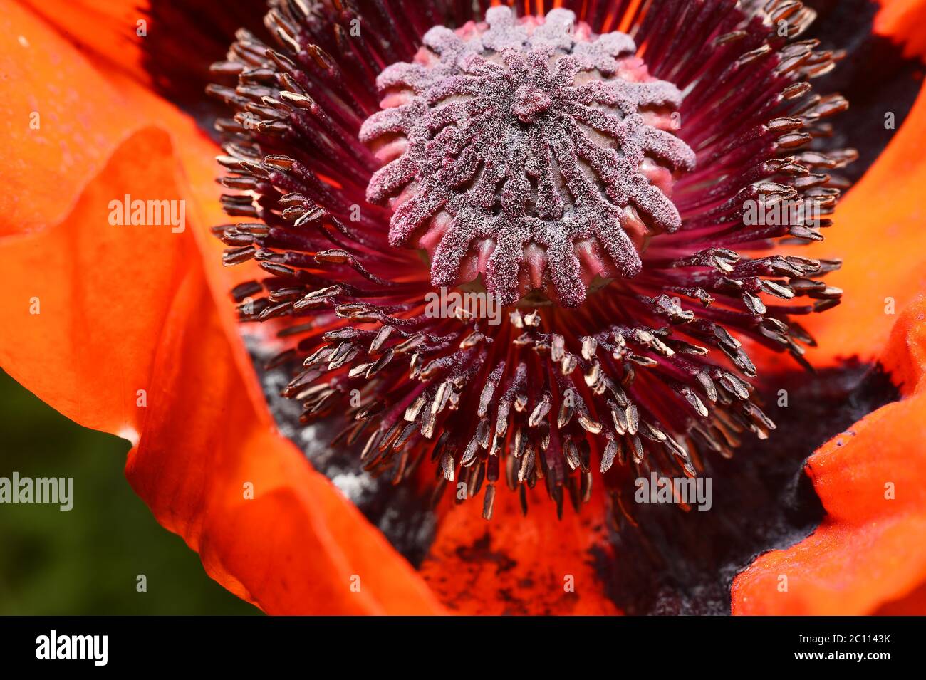 Red poppy flower, stamens and pistils, macro Stock Photo Alamy