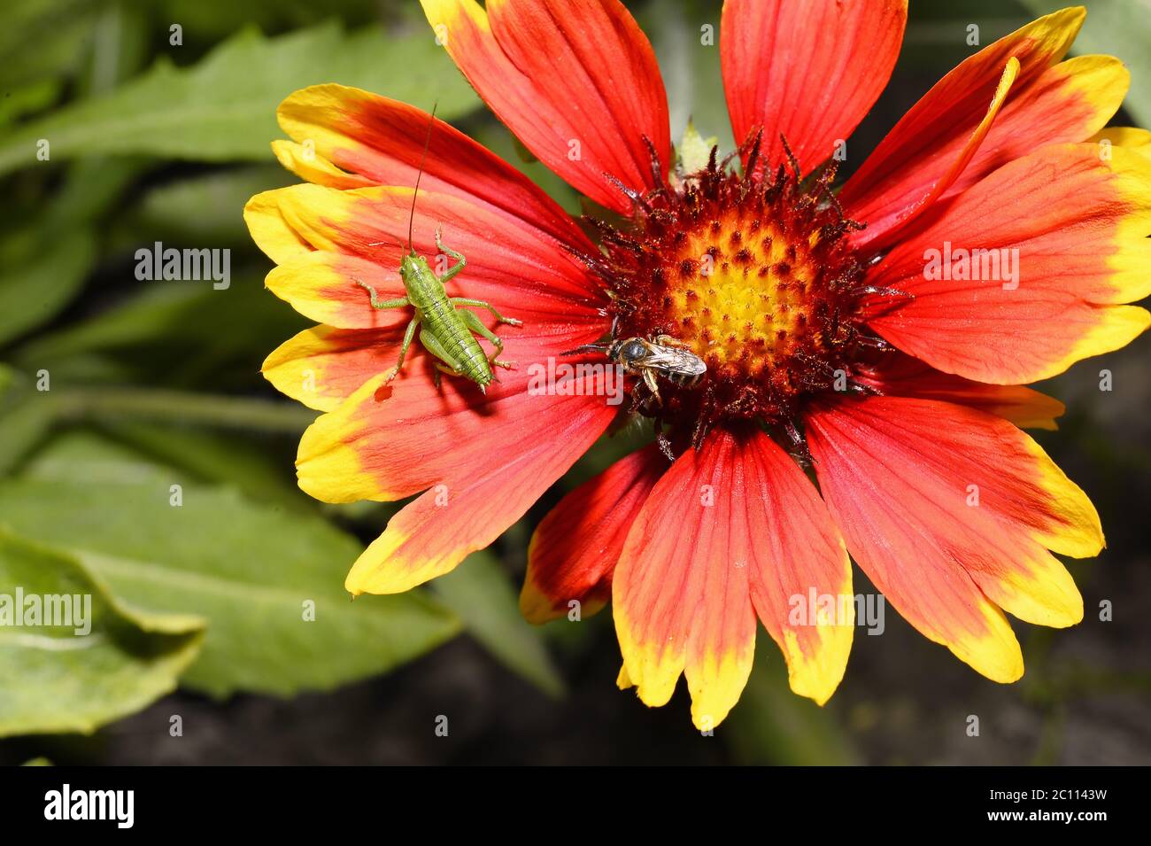 Red Helenium flower close-up with a grasshopper sitting on it Stock Photo